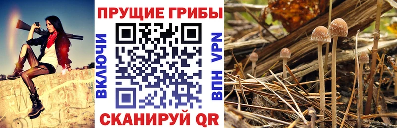 Купить закладки  Карачаевск  Галлюциногенные грибы Psilocybine cubensis 